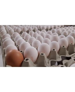 Paunolan tila 30 kpl valkeita munia kananmunakenno Main Image