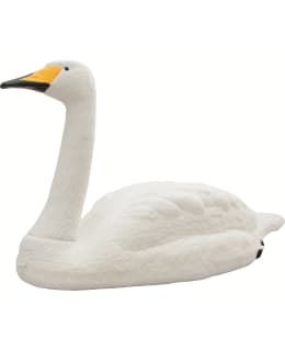 LIVE SWAN JOUTSENENKUVA Main Image