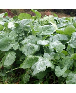 DIANA HIRVI 1KG RIISTAPELTO SIEMENSEOS Main Image