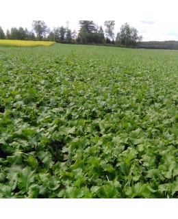 DIANA PEURA-KAURIS 3KG RIIST SIEMENSEOS Main Image