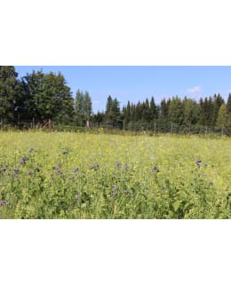 DIANA FASAANI-PELTOPYY 3KG SIEMENSEOS Main Image