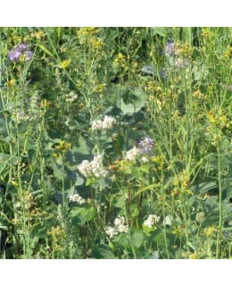 DIANA FASAANI-PELTOPYY 1KG SIEMENSEOS Main Image