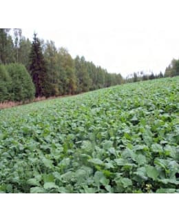 DIANA RIISTA 3KG RIISTAPELTO SIEMENSEOS Main Image