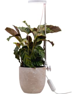 AIRAM ROSE 10W 290LM USB KASVIVALO Main Image