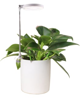 LUMIO LIGHTS EASY KASVIVALO Main Image