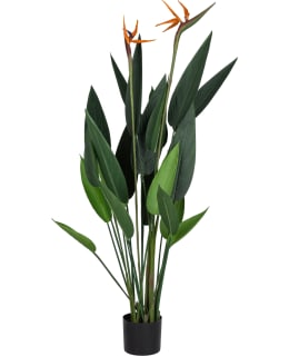 VERDOLA 133CM BIRD OF PARADISE PLANT Main Image