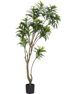 VERDOLA 160CM SIROTRAAKKIPUU TEKOKASVI Main Image