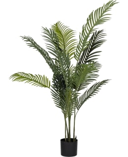 VERDOLA 120CM AREKAPALMU TEKOKASVI Main Image