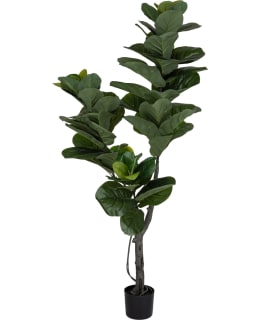 VERDOLA 180CM FIDDLE-LEAF FIG PLANT Main Image