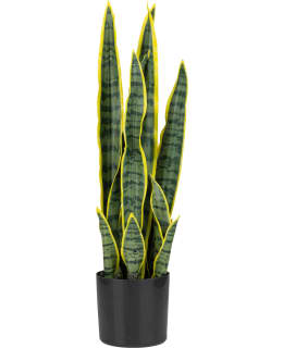 VERDOLA 57CM SNAKE PLANT Main Image
