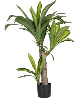 VERDOLA 70CM TUOKSUTRAAKKIPUU TEKOKASVI Main Image