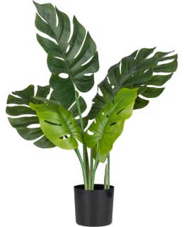 VERDOLA 60CM PEIKONLEHTI TEKOKASVI Main Image