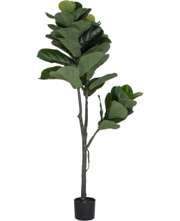 VERDOLA 152CM FIDDLE-LEAF FIG PLANT Main Image