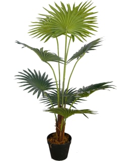 LYKKE FAN PALM 100CM TEKOKASVI Main Image