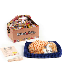 PERFECT PETZZZ ORANGE TABBY Main Image