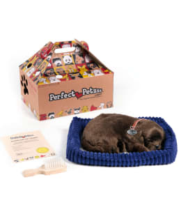 PERFECT PETZZZ CHOCOLATE LAB Main Image