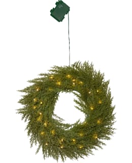 STAR THUJA KRANSSI Main Image
