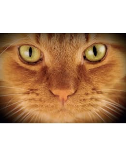 PLACEMAT GINGER CAT'S EYES Main Image
