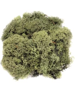 GLOREX 50G TUMMANVIHREÄ SAMMAL Main Image