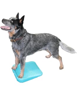 FITPAWS DOG BALANCE RAMP, TURQUOISE Main Image