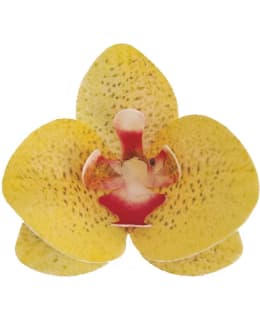 SYÖTÄVÄ KORISTE KELTAINEN ORKIDEA 10KPL Main Image