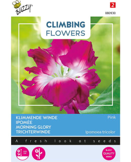 BUZZY CLIMB FL IPOM. Main Image