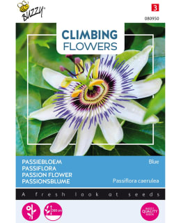 BUZZY CLIMB FL PASSION, KÄRSIMYSKUKKA Main Image