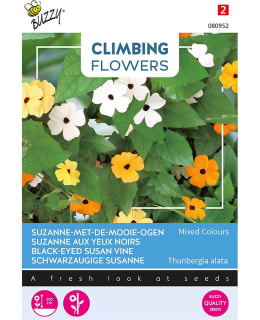 BUZZY CLIMB FL THUNBERGIA, MUSTASILMÄS. Main Image