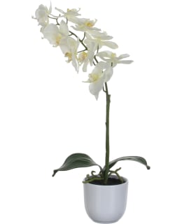 SILKKIKUKKA PERHOSKÄMMEKKÄ 60CM VALK Main Image