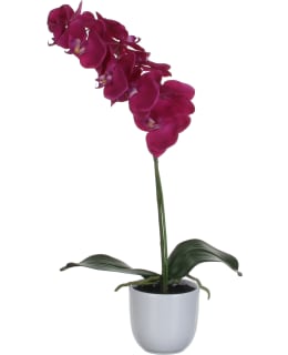 TEKOKASVI PERHOSKÄMMEKKÄ K60 CM LIILA Main Image