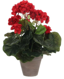 SILKKIKUKKA PELARGONI PUNAINEN Main Image