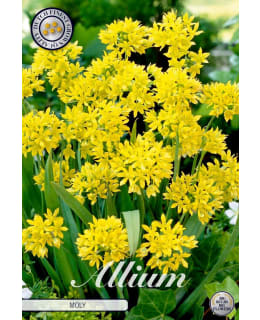 KELTALAUKKA ALLIUM MOLY Main Image