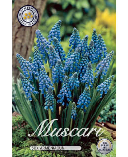 HELMILILJA MUSCARI ARMENIACUM Main Image