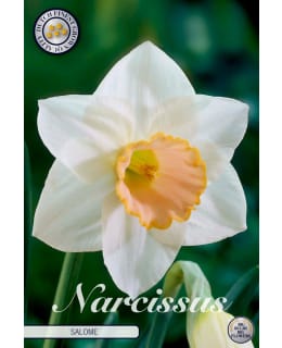 NARSISSI SALOME Main Image
