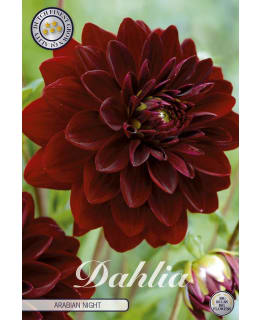 DAALIA ARABIAN NIGHT Main Image