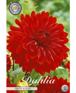 DAALIA GARDEN WONDER Main Image