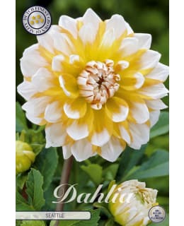 DAALIA SEATTLE Main Image