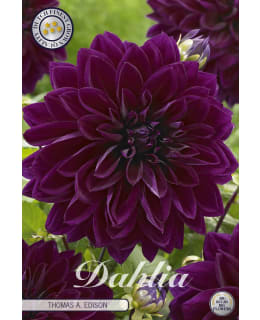DAHLIA THOMAS A. EDISON 1KPL KUKKASIPULI Main Image
