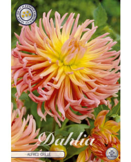 DAALIA ALFRED GRILLE Main Image