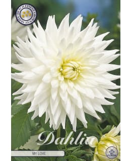 DAHLIA MY LOVE 1 KPL KUKKASIPULI Main Image