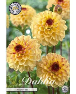 DAHLIA YELLOW JILL 1 KPL Main Image