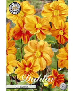 DAALIA G.F HEMERICK Main Image