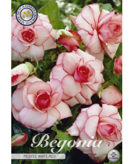 MUKULABEGONIA 3KPL VALKOINEN/PUNAINEN Main Image