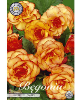 MUKULABEGONIA 3KPL KELTAINEN/PUNAINEN Main Image