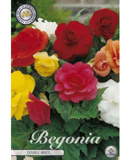 MUKULABEGONIA 3KPL MIX Main Image