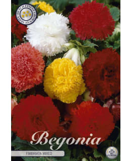 NEILIKKABEGONIA SEK. 3KPL MIX Main Image