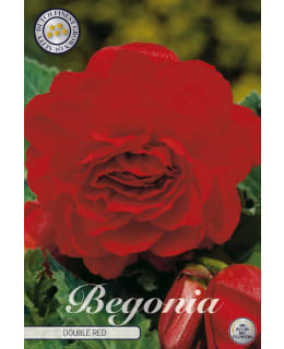 MUKULABEGONIA 3KPL PUNAINEN Main Image