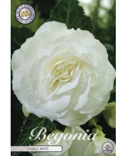 MUKULABEGONIA 3KPL VALKOINEN Main Image