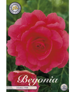 MUKULABEGONIA 3KPL PINKKI Main Image