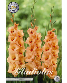 GLADIOLUS PETER PEARS 10KPL Main Image